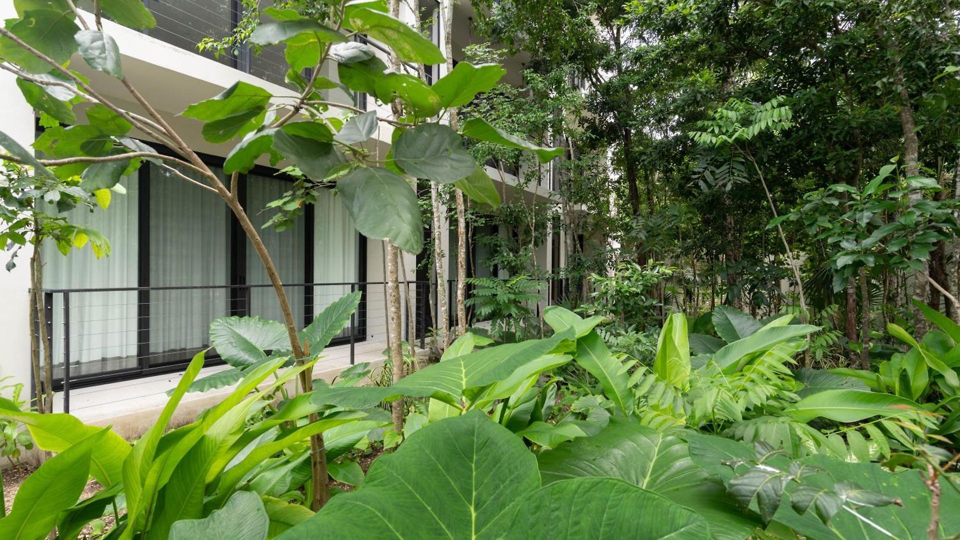 Jungle At 525