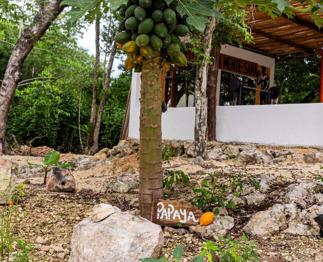 Xtambaa Selva Tulum