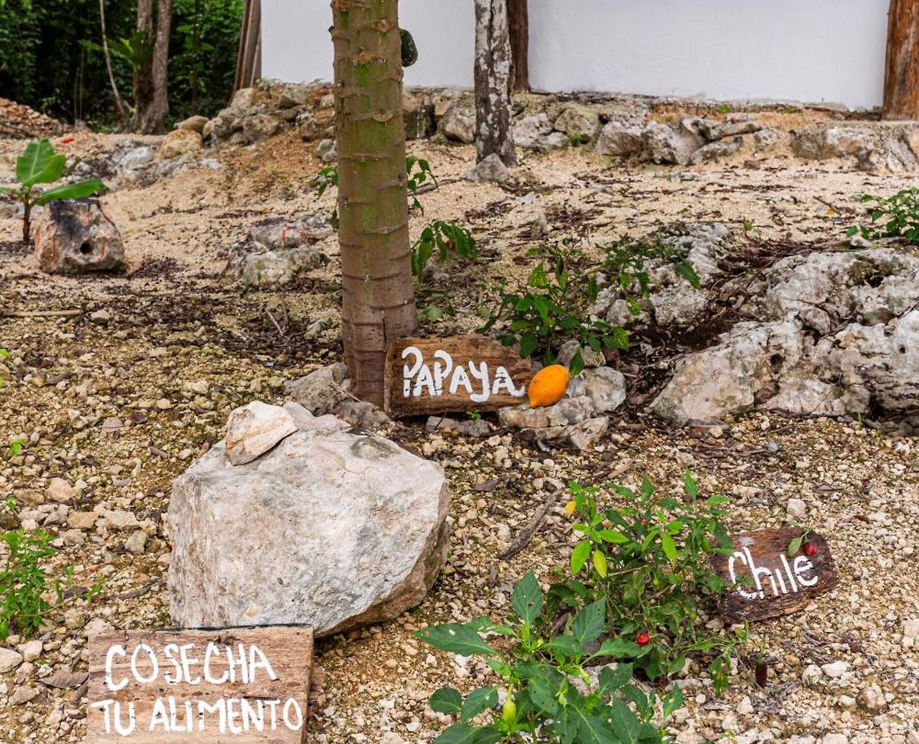 Xtambaa Selva Tulum