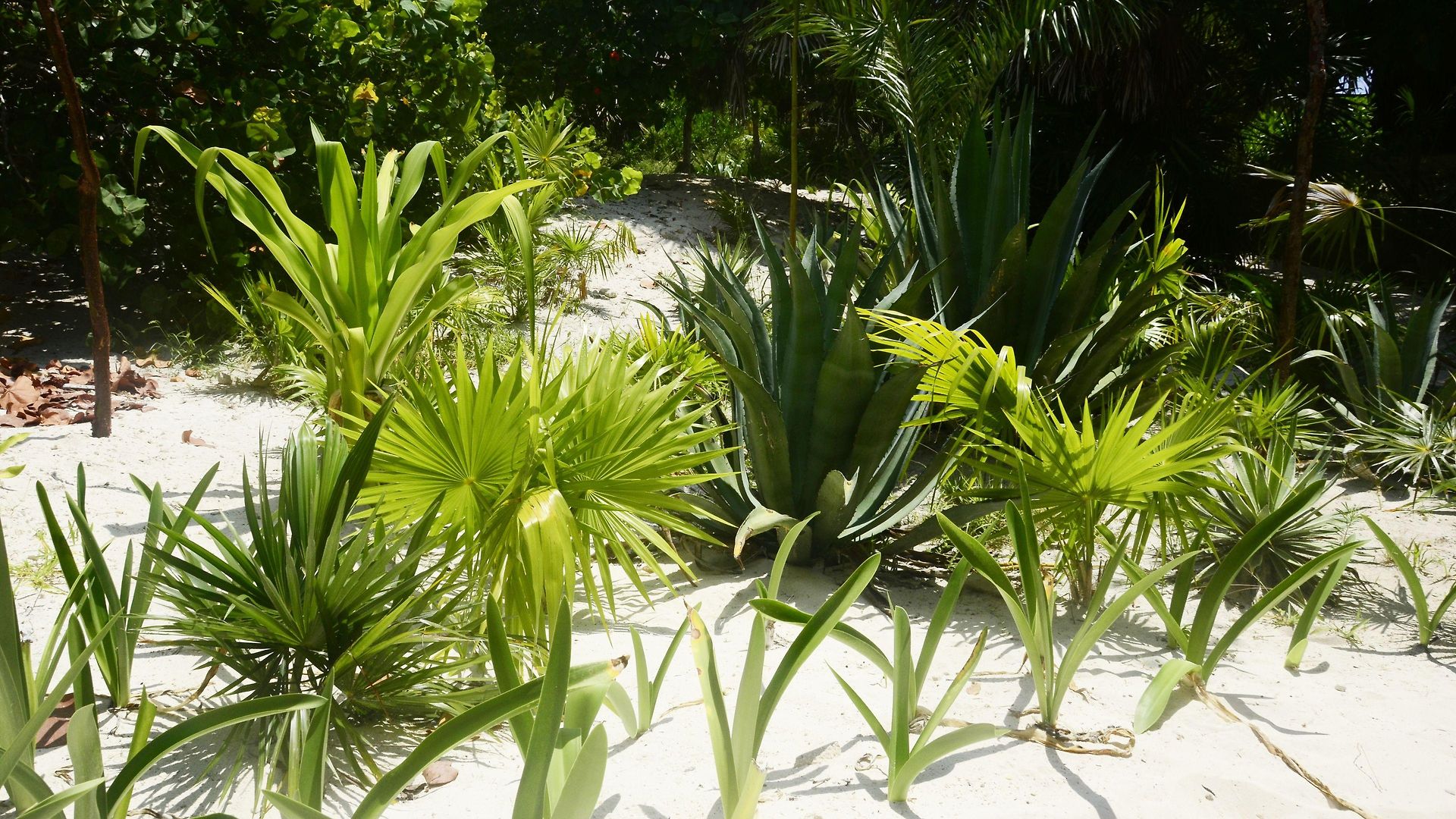 Pocna 3* Tulum