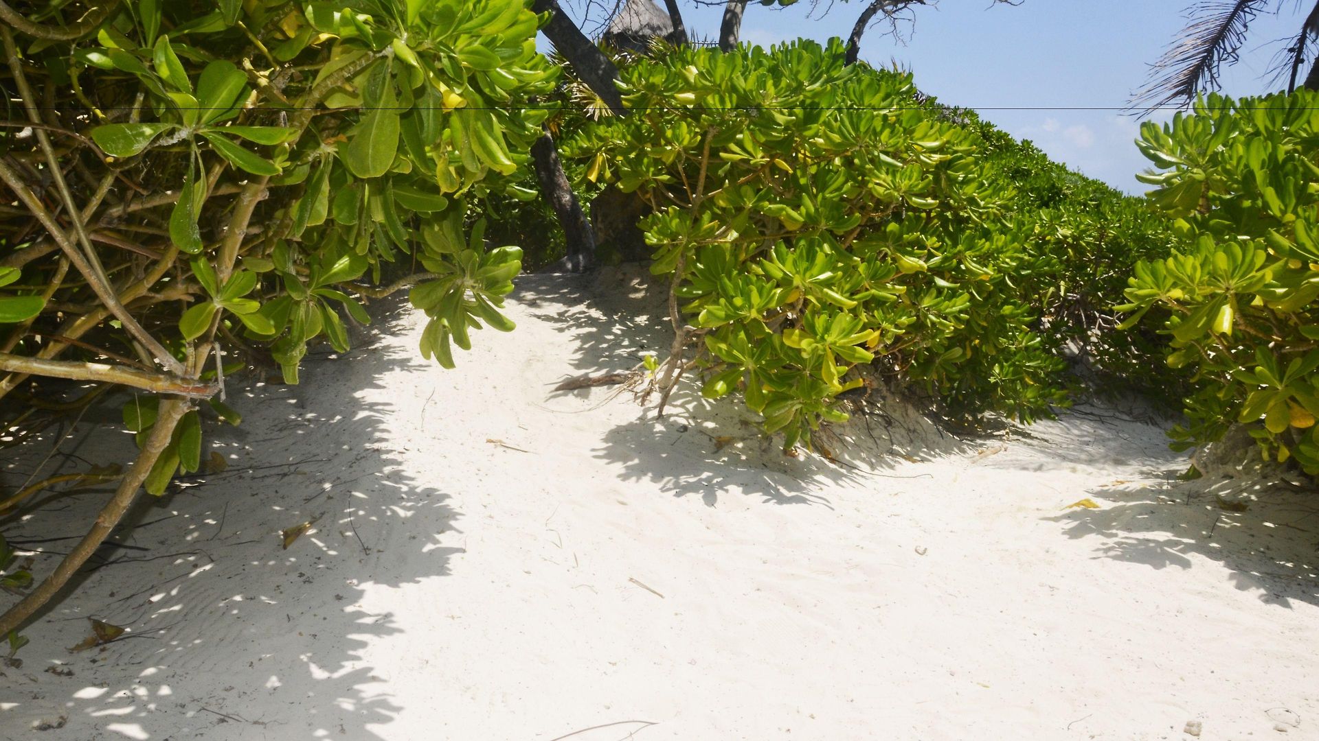 Pocna Hotel Tulum