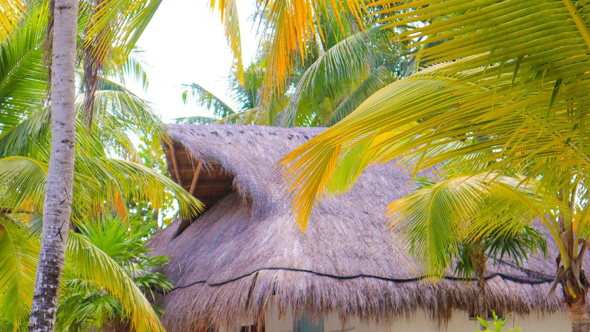 Hotel Alito