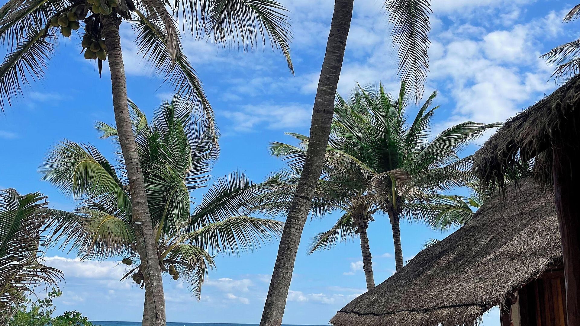 Hotel Bt Live Located At The Party Zone Tulum