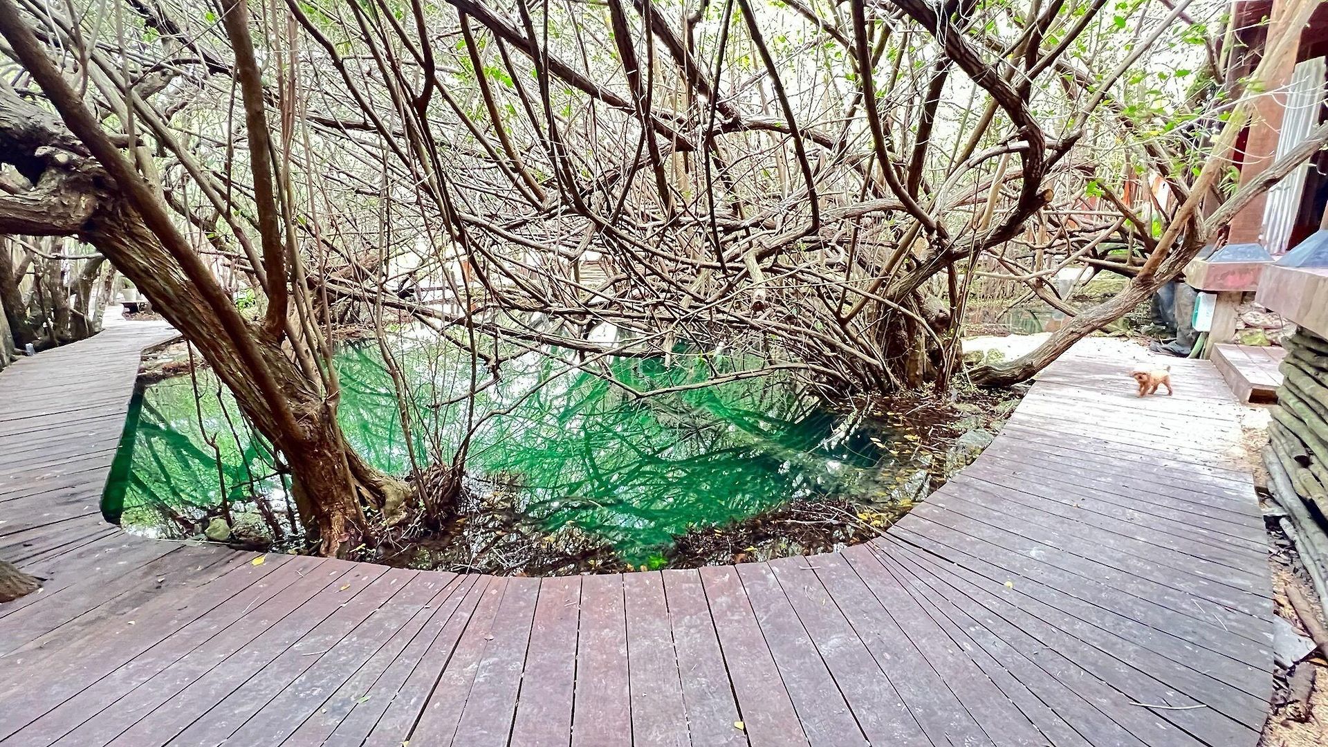 Caiman Habitat 5* Tulum