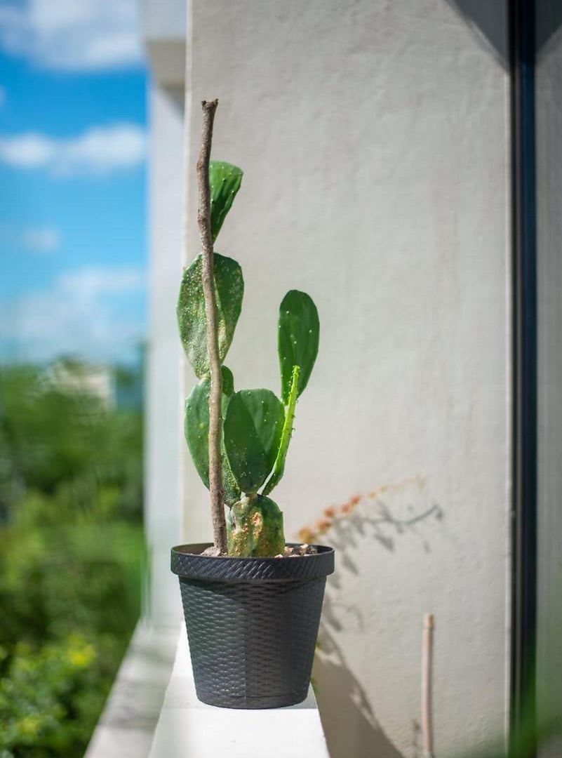 Apartamento A Sweet Jungle In Aldea Zama