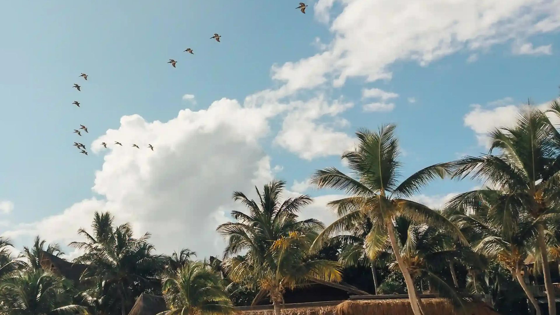 Delek Tulum