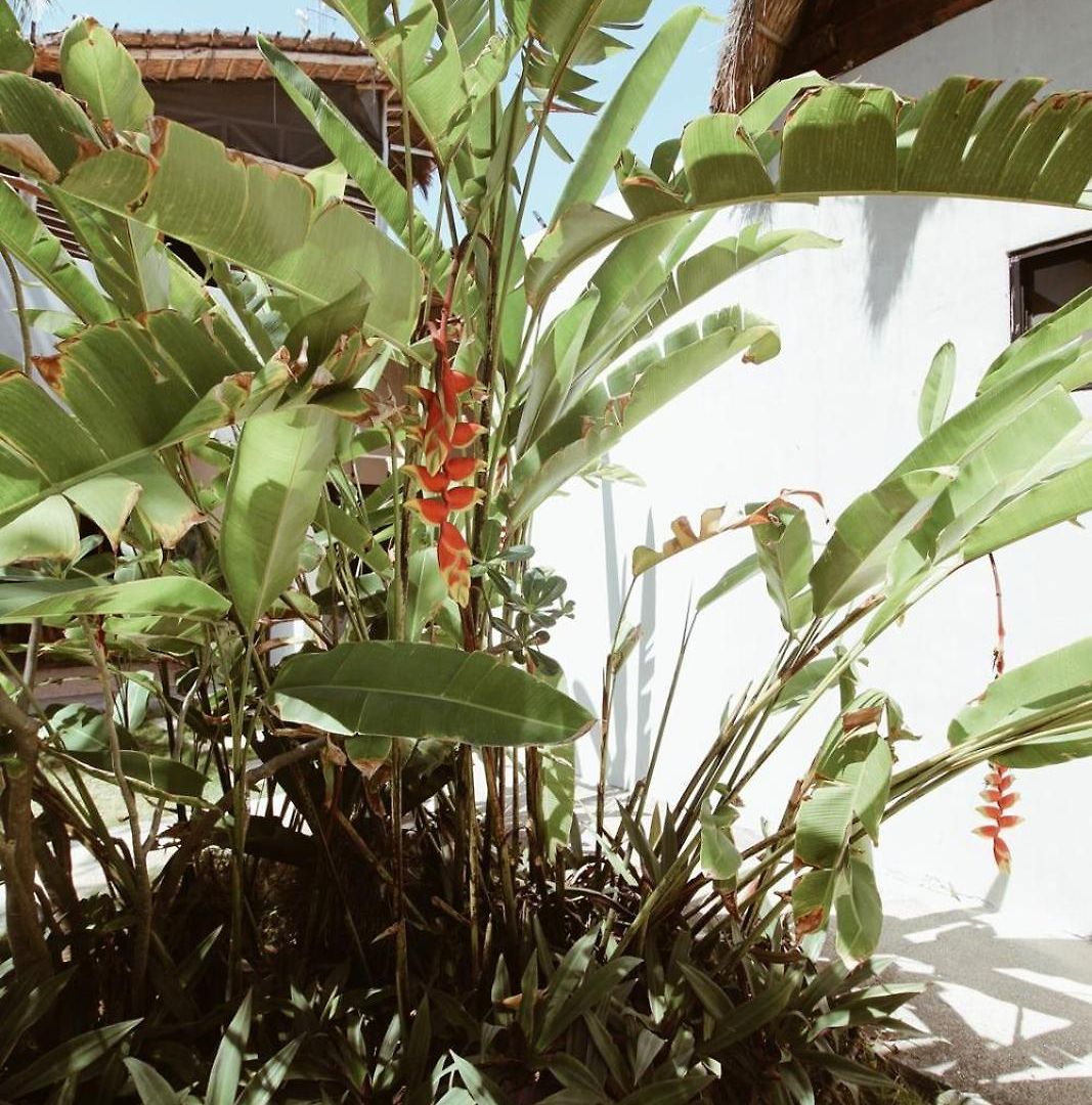 Aqua Viva Hotel Tulum