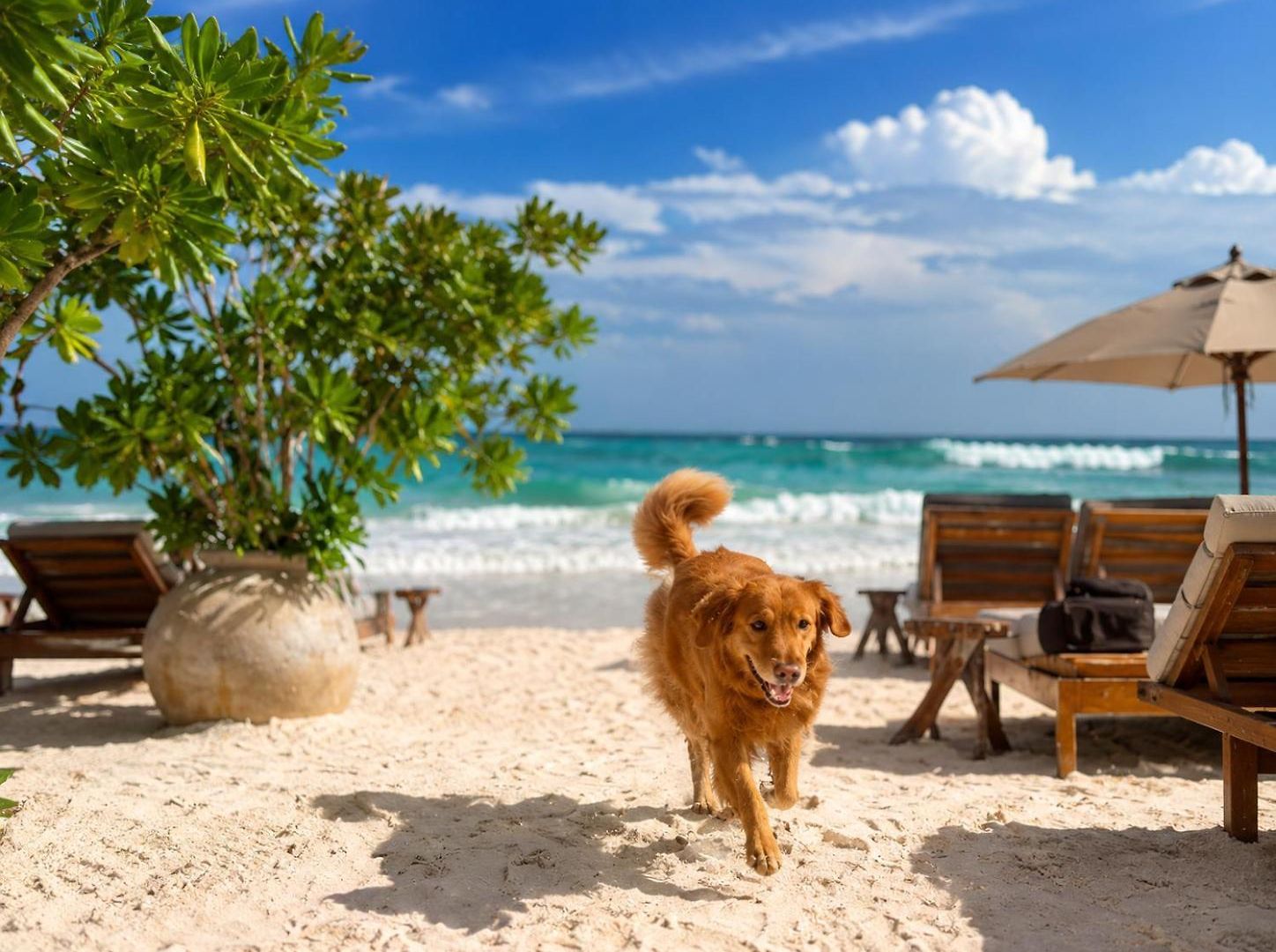 Olivia Oceanfront Hotel 5*