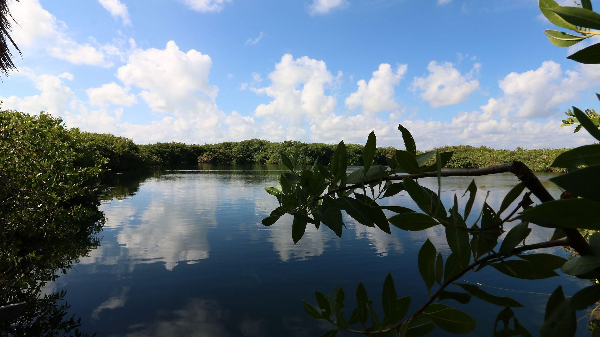Cormoran & Cenote