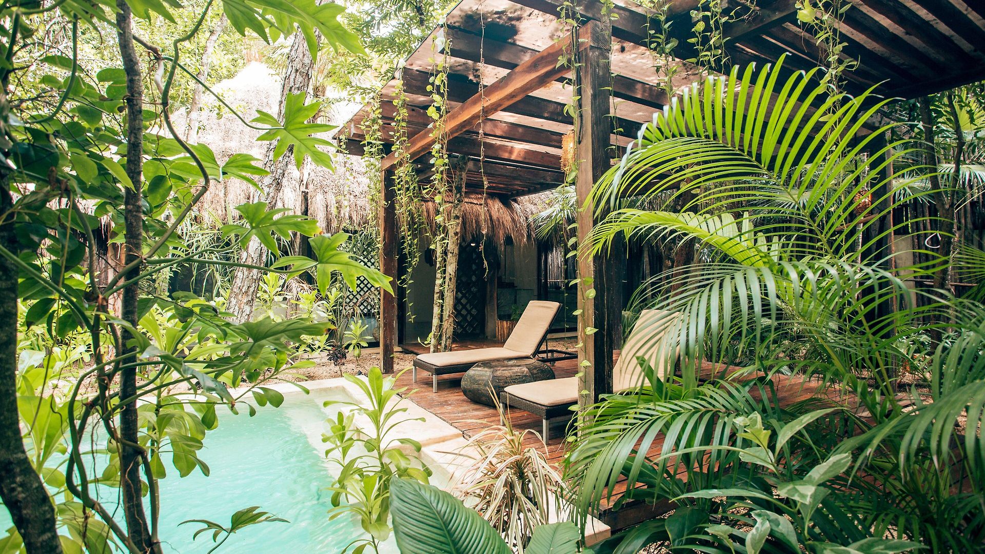 Orchid House Jungle