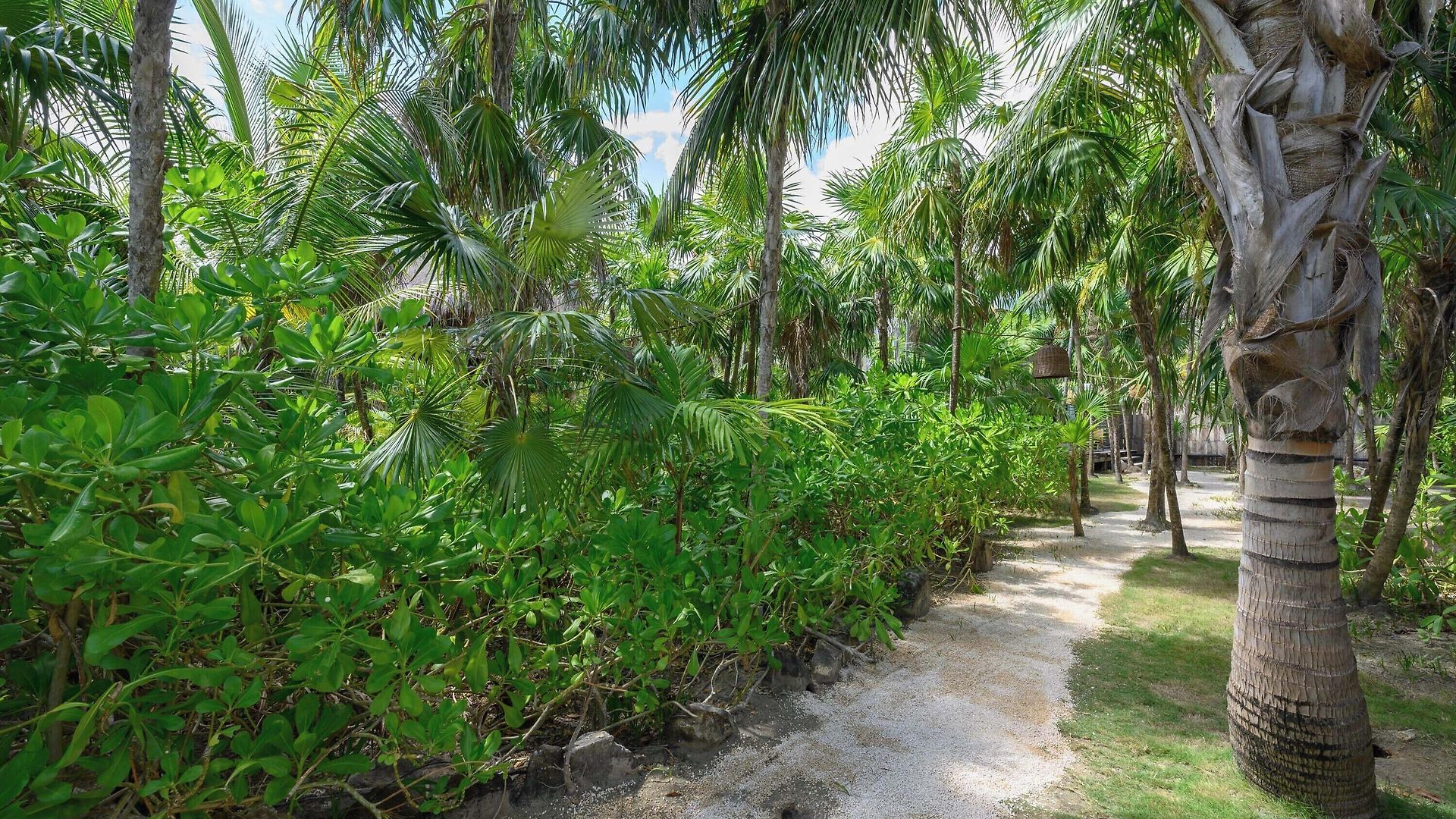 Vida Silvestre * Tulum