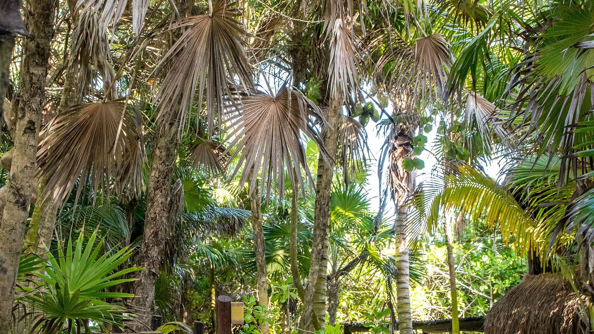 Nueva Vida De Ramiro Hotel Tulum