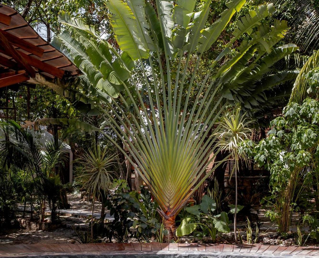 Botanica * Tulum