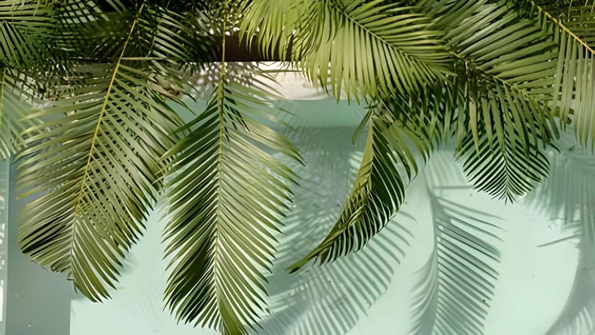 Seremonia Origen * Tulum