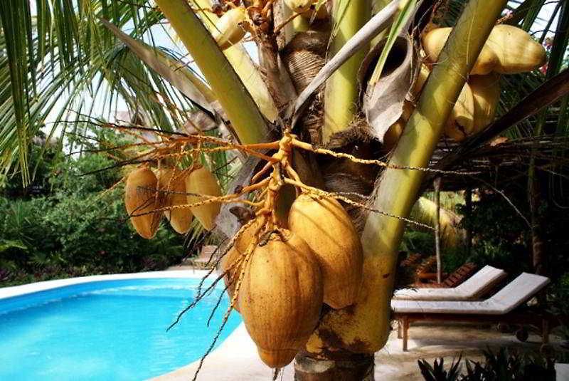 & Gardens 3* Tulum