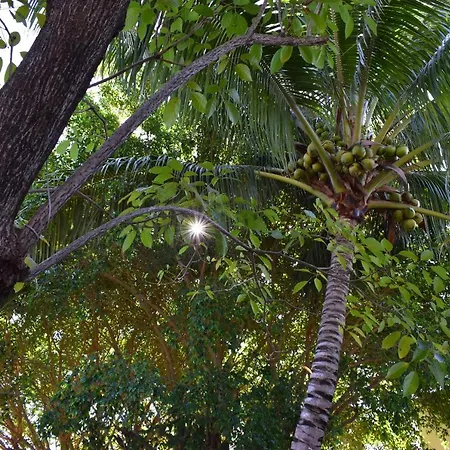Lobo Bed and breakfast Tulum