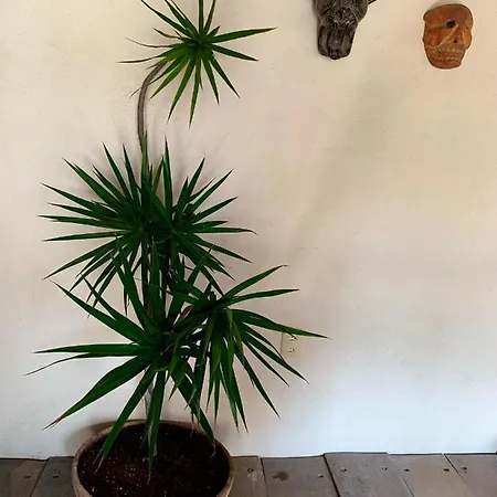 Lo Nuestro Petit Hotel Tulum