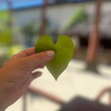 The - Food, Drinks And Transportation To The And Cenotes Tulum