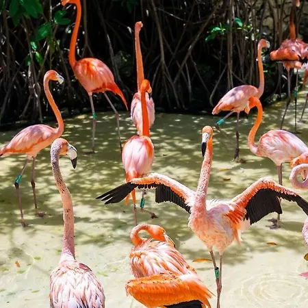 Melaan Jungle Retreat And Private Plunge Pool * Tulum
