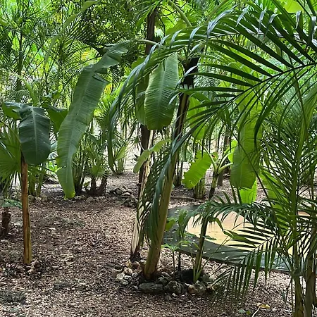 Cacao Estudio Particular Tulum
