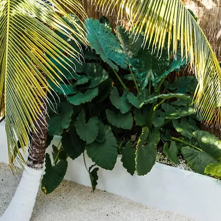 Eco Banitas * Tulum