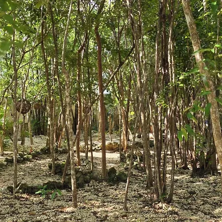 Kin Ii Tulum