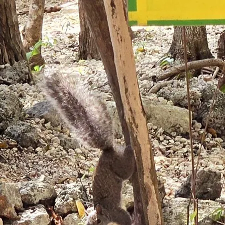 Kin Ii Tulum