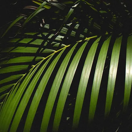 Jungle Heaven Penthouse Apartamento