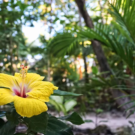 Dos Ceibas Tulum - Feel Good Hotel Hotel
