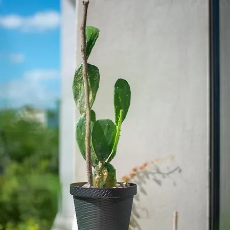 Apartment A Sweet Jungle In Aldea Zama