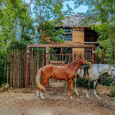 Treehouse H2ojos Lodge