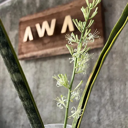 Hotel Awa Eco Retreat Tulum