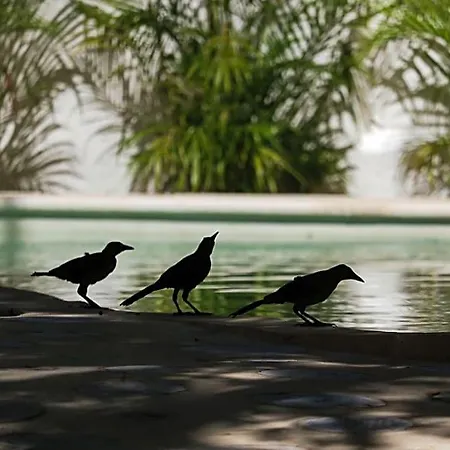 Niik Tulum