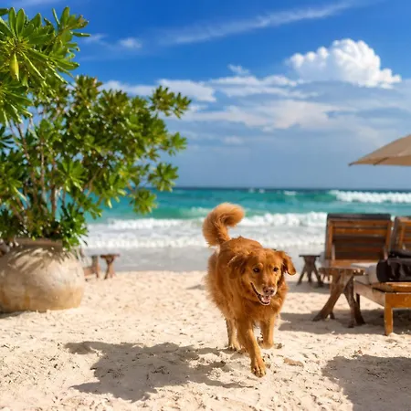 Olivia Oceanfront Hotel 5*