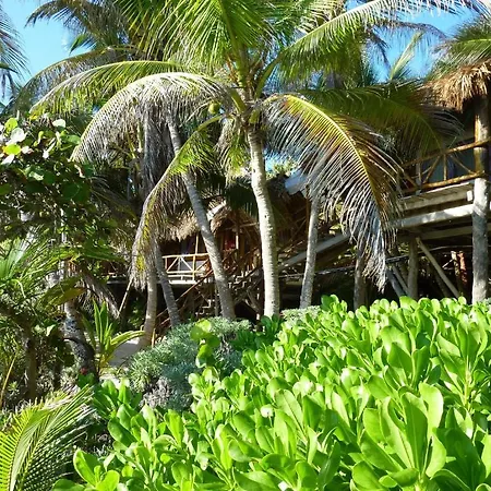 Amoreira Tulum
