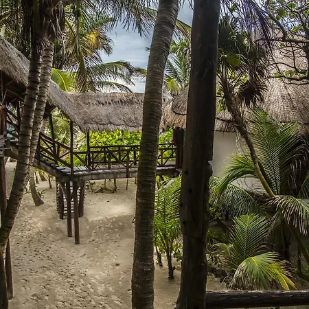 Amoreira Tulum