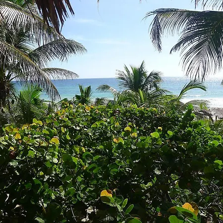 Amoreira Tulum