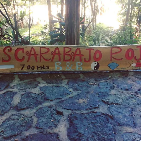 Escarabajo Rojo
