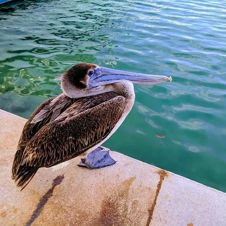 Bahia Principe & Golf Residences