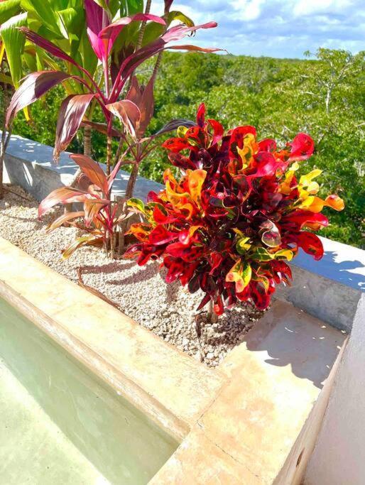 Lush Rooftop With Ensuite Pool & Wifi Apartment Tulum
