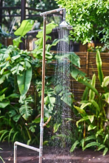 Zen Canto Tuuch :: May The Jungle Be With You