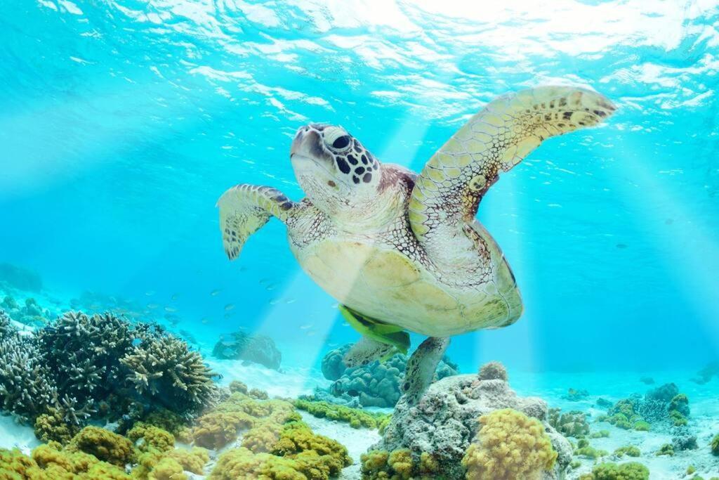 Apartment Serene Private Rooftop Jacuzzi Penthouse 2 Pools 5 Min To + Gym *