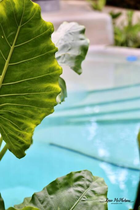 Holiday home Zen Canto Tuuch :: May The Jungle Be With You Tulum