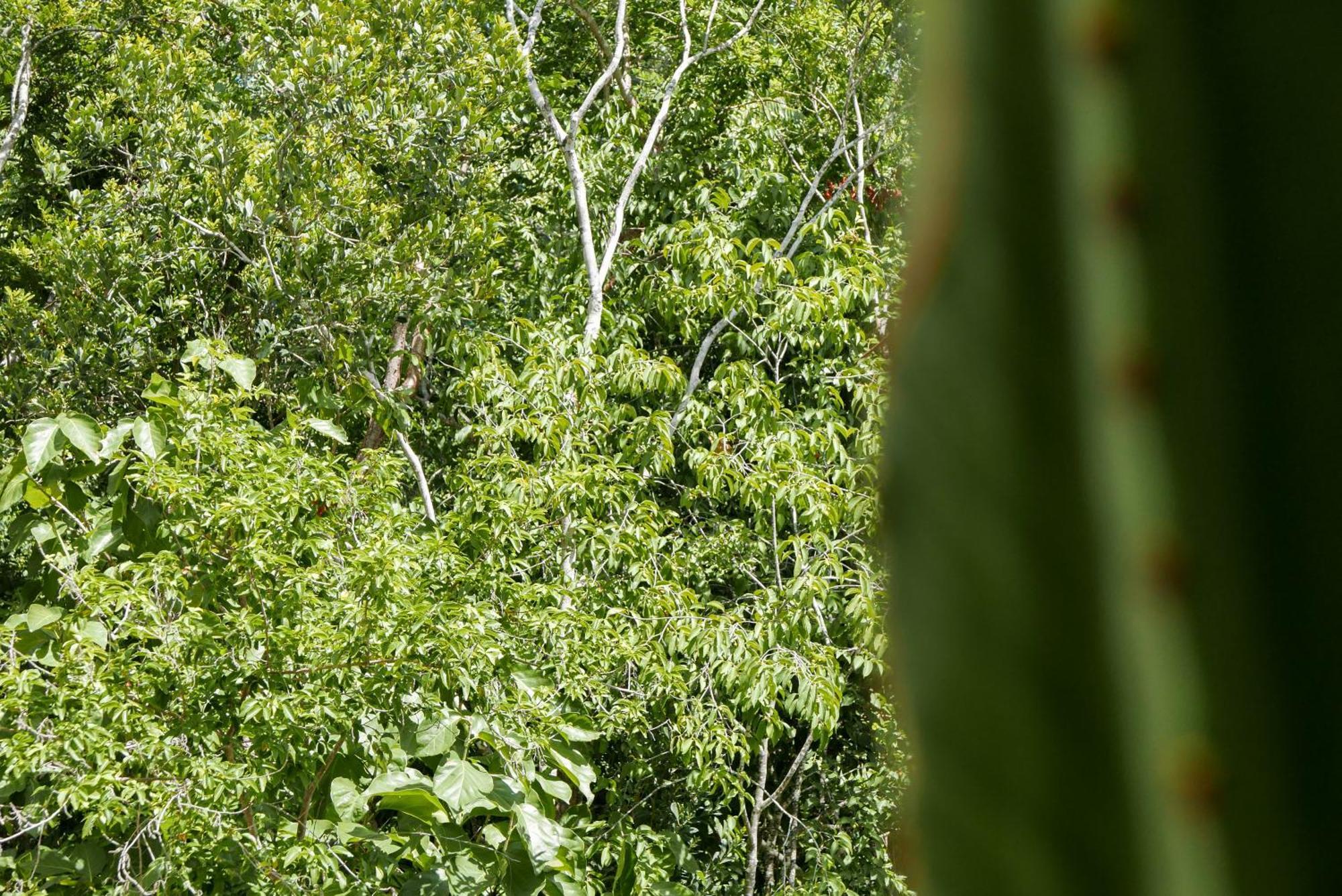 Luxury In The Exclusive Area Of Apartment Tulum