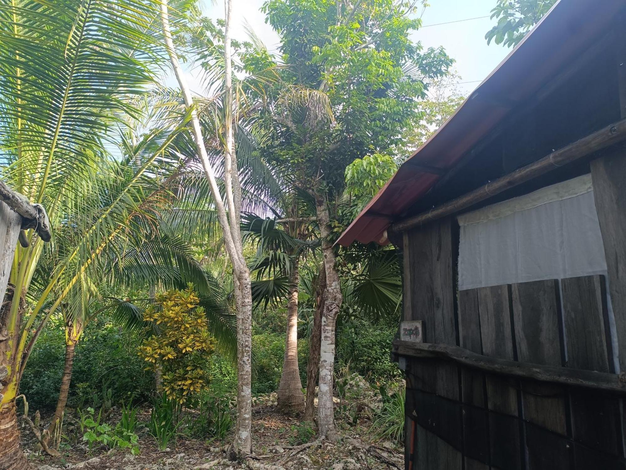 Campsite Zapote En Rancho Jaguares Jungle Retreat