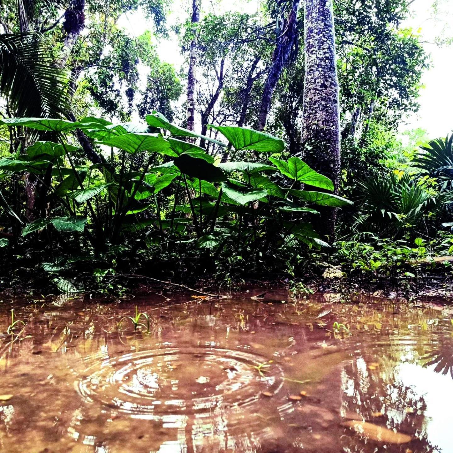 Zapote En Rancho Jaguares Jungle Retreat Campsite Tulum