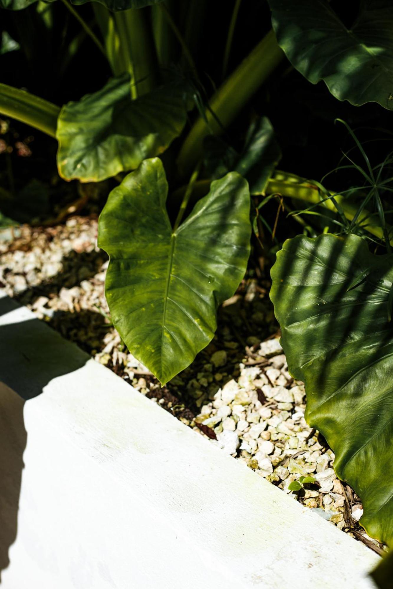 Hotel Eco Banitas Tulum