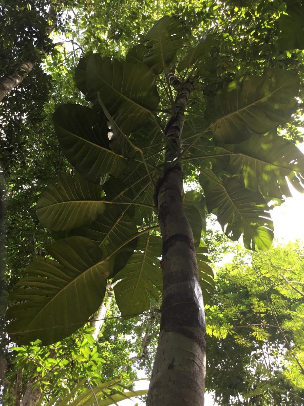Zapote En Rancho Jaguares Jungle Retreat Campsite *