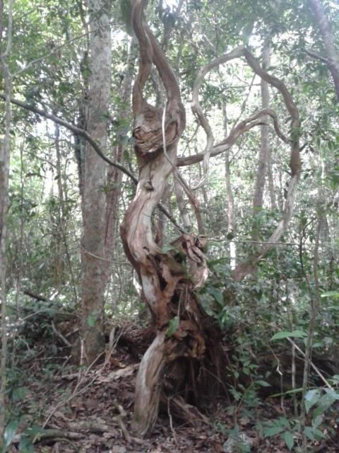 Zapote En Rancho Jaguares Jungle Retreat *