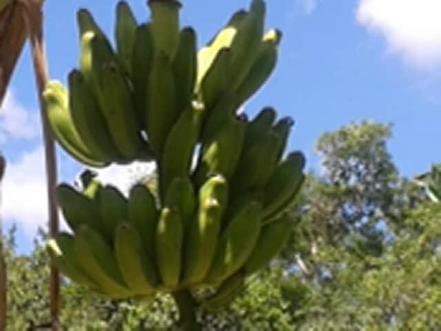 Zapote En Rancho Jaguares Jungle Retreat * Tulum